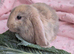 French Lop Rabbits – Ready from 4th September