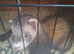 Polecat for sale