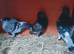 X4 pigeons for sale £10 each
