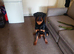 Rottweiler male top male