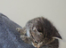 Adorable litter of Bengal kitties