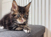 TICA Registered Maine Coon Kittens – Ready Now