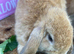 Pure Bred Mini Lops for sale