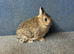 Netherland Dwarf Bucks For Sale