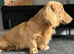 5* rated chocolate based cream X2 intensity L/H Kc reg stud
