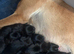 Labrakita puppies