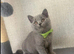 Stunning British shorthair kittens