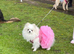 Stunning girl Pomeranian