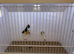 Gouldian Finch Cock Bird For Sale (RH, WB, GB)