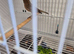 Diamorhic female canary