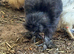 Usa silkie pairs chocolate /paints/buffs /blacks 16 weeks old dna sexed 1 cock 1 hen