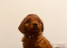 Charming Cavapoo’s from our girl.