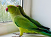 Stunning young Indian ringnick parrot