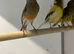 Harlaquin canary Cock bird