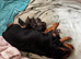 Litter of small breed pups