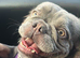 Fluffy French bulldog