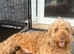 Black Cockapoo Pups ***only 1 remaining***