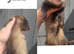 Ferrets for sale