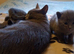 Russian Blue kittens - ONE Girl left