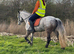 Talented Sweet 138 Unregistered Connemara Mare