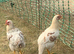 8 weeks old baby chickens