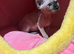 Female sphynx kitten