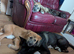 The Elite Giant: Beautiful American Akita x Irish Wolfhound Girl