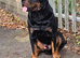 German Rottweiler Available