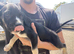 Presa canario pups for sale 4 boys 1 girl left