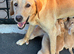 Beautiful Labrador retriever puppies