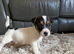 Sealyham terrier x jackrussel