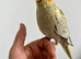 Hand-Reared & Super Tame 10-Week-Old Cockatiel Chicks