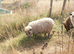 Shetland x ram lamb with beautiful fleece