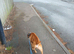 Staffordshire bull terrier dog for sale