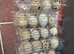 300 Jambo quail eggs for hatching.