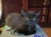 Beautiful Ragdoll mix kittens looking for a new home!!