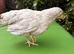 Lavender Leghorn Growers (Unsexed)