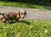 KC MINITURE DACHSHUND