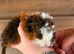 2 baby boys texel