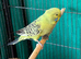 Young Budgies 8 to 10 Weeks PLEASE READ AD