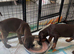 European Doberman Puppies