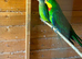 Barraband pair