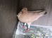 I have some gud birds for sale