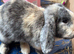 Female English Lop