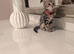 Adorable kittens in London(SE18)
