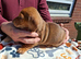 Miniature dachshund puppies