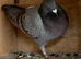 Racing racer Indigo red bar pigeon 2026 RPRA ring