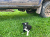 Collie Pups