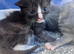 Beautiful x Russian blue kittens