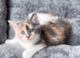 Three gorgeous kittens looking for their forever homes!